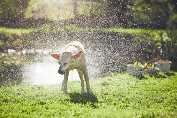 Dog shaking off water Stock Photo by Chalabala | PhotoDune