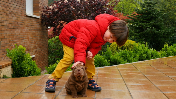 Child Caresses His Shar Pei Puppy