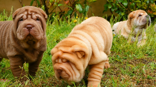 Shar Pei Puppies Playing in the Garden