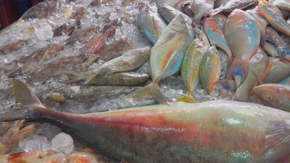 Very Large Tuna and Other Fish alt