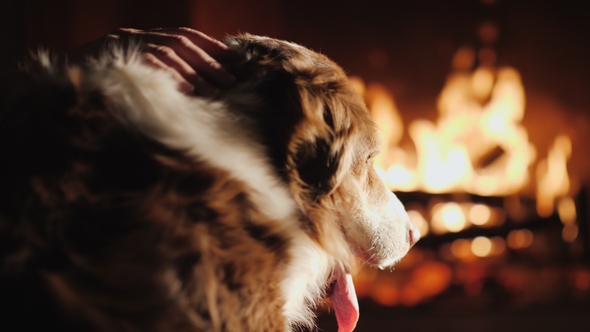 A Cozy House with a Favorite Pet. The Dog Looks at the Fire in the Fireplace, the Owner's Hand alt