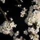 Flowering White Flowers - VideoHive Item for Sale