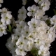 Flowering Sakura Flowers - VideoHive Item for Sale