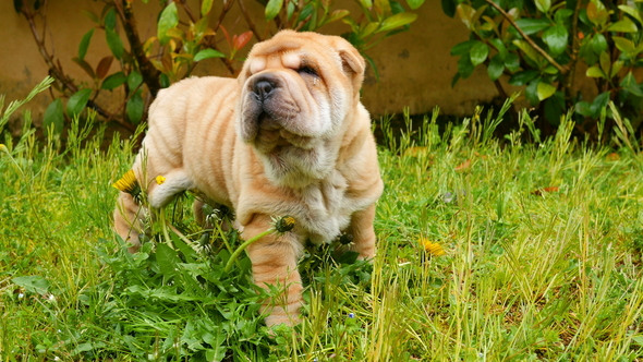 Shar Pei Puppies Playing in the Garden