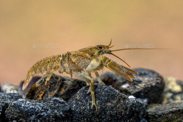 european crayfish on rocky