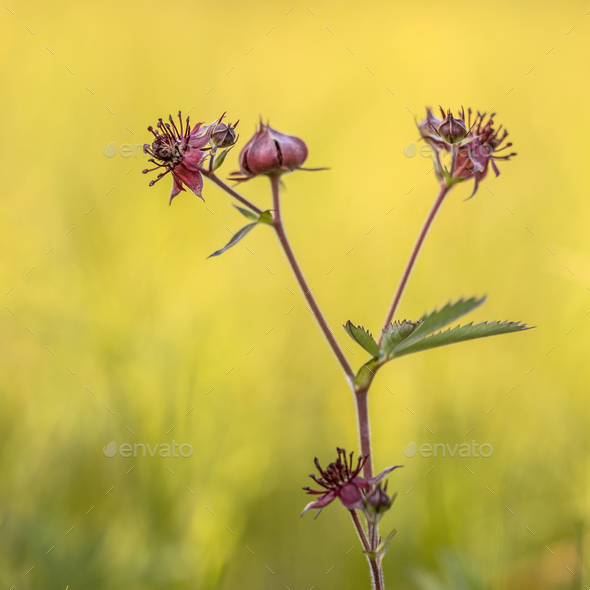 Purple marshlocks - Stock Photo - Images