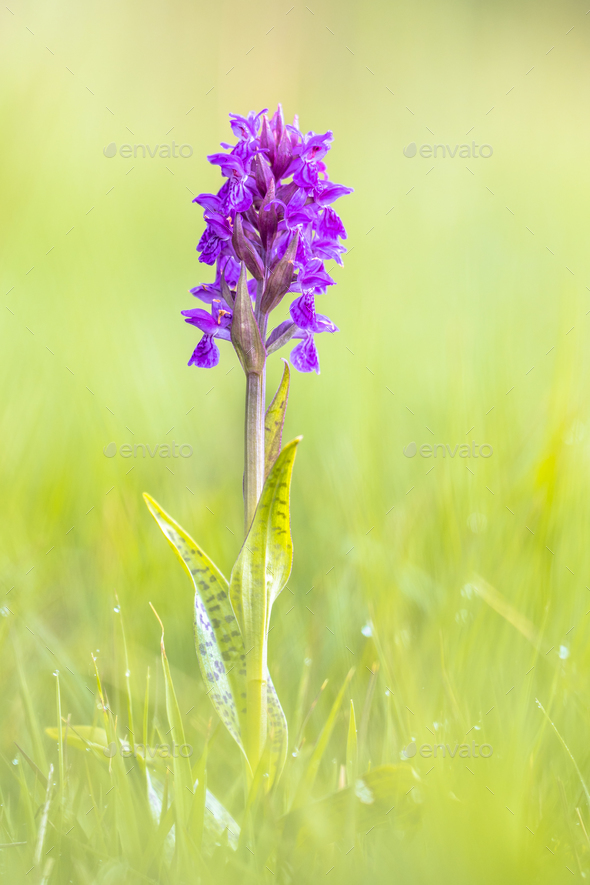 Bright Colorful orchid on Wadden island - Stock Photo - Images