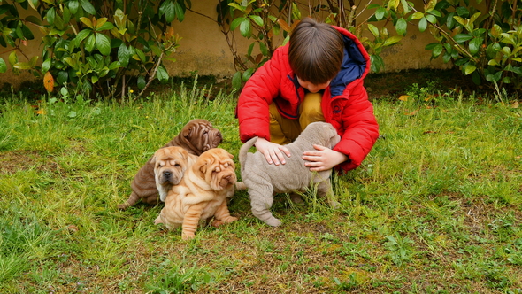Child Caress his Shar Pei Puppies in the Garden