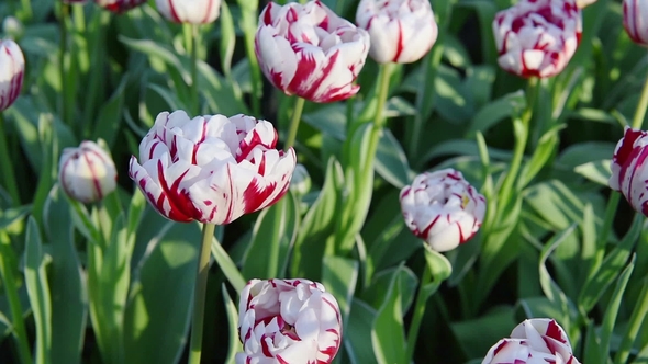 Red and White Tulips From Down Side on Full Size