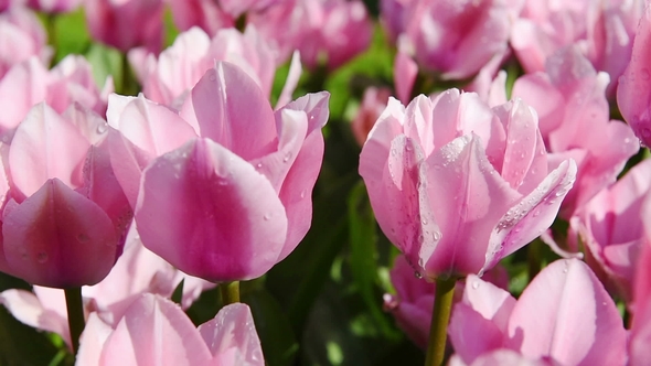 Tulips at the End of Spring Swaying in Breeze