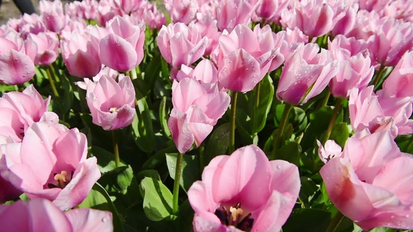 Group of Pink Tulips. Spring Landscape Holland