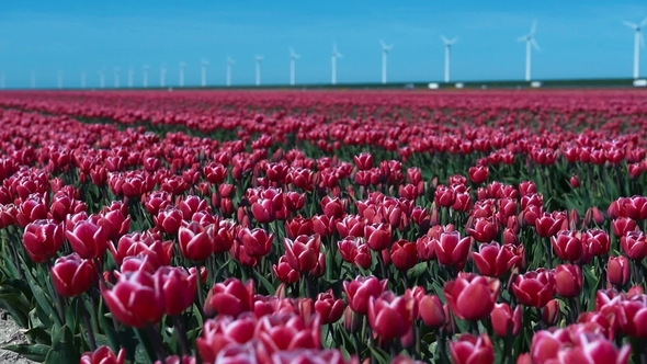 Tulips Farm Near the Rutten Town. Beautiful Morning Scenery in Netherlands, Europe