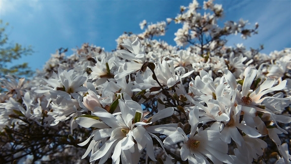 Blooming Tree on Sunset. White Flowers on a Tree in the Spring Park. Spring Garden