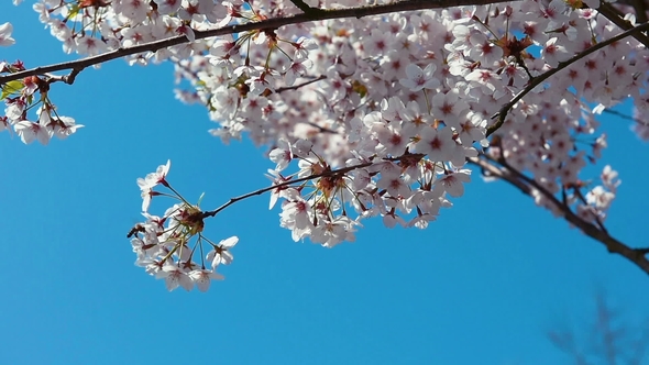 White and Pink Apple Blossom Under Blue Sky