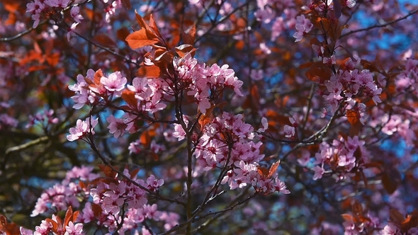 Pink Blossoming Branches Fastly Swings on the Wind