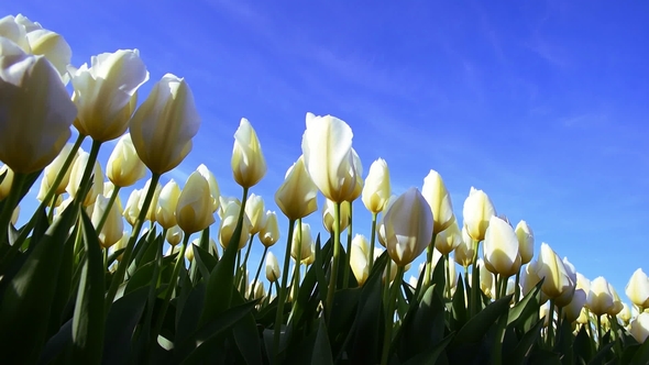 White Tulips at Keukenhof Garden