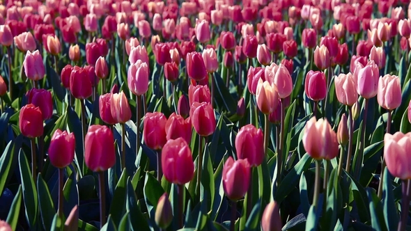 Tulips Farm Near the Rutten Town. Beautiful Morning Scenery in Netherlands, Europe