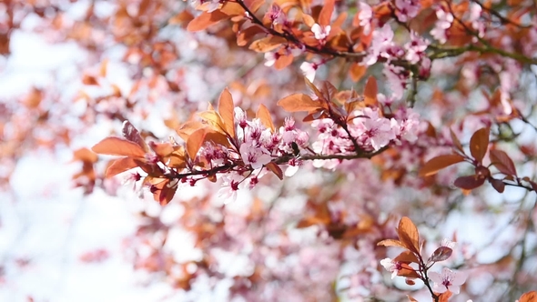 Pink Blossoming Branches Fastly Swings on the Wind