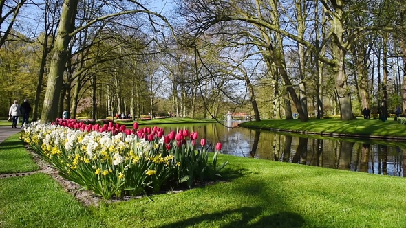 Lots of Nice Tulips and Narcissuses