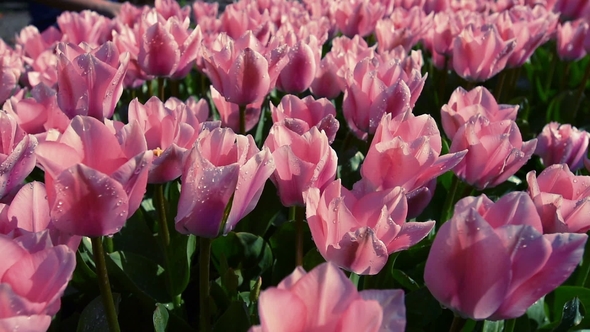 Tulips at the End of Spring Swaying in Breeze