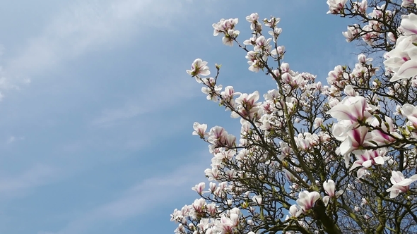 White and Pink Apple Blossom Under Blue Sky