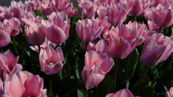 Group of Pink Tulips. Spring Landscape Holland