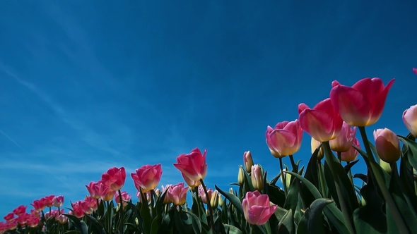 Tulips From Down Side on Full Size