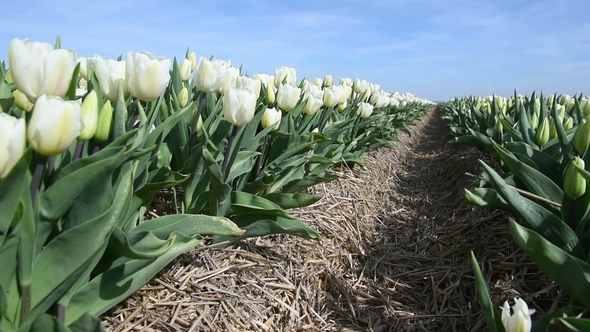 Field with Many Tulips, Alkmaa, Holland