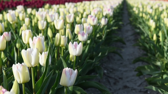 Field with Many Tulips, Alkmaa, Holland