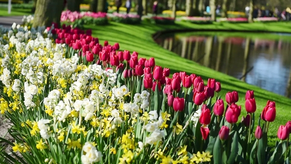 Lots of Nice Tulips and Narcissuses. Panoramic Frame. Park at Nice Day. People Walking and Talking