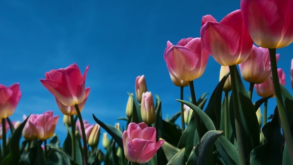 Tulips From Down Side on Full Size