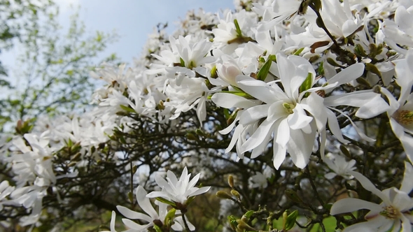 A Blooming Branch of Apple Tree in Spring with Light Wind. Blossoming Apple with Beautiful White