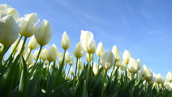 White Tulips at Keukenhof Garden