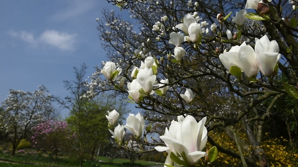 A Blooming Branch of Apple Tree in Spring with Light Wind. Blossoming Apple with Beautiful White