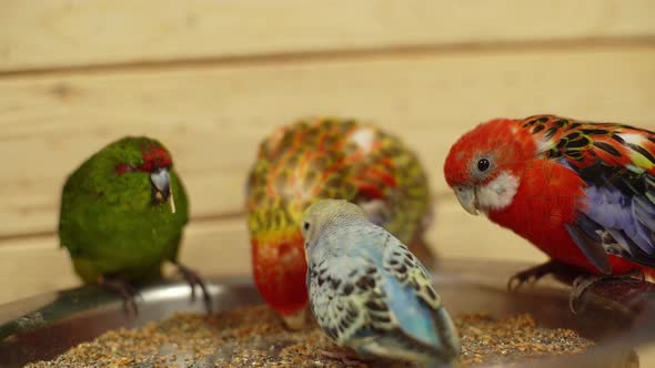 Four Friendly Wavy Parrots Eating Bird Food in One Big Plate