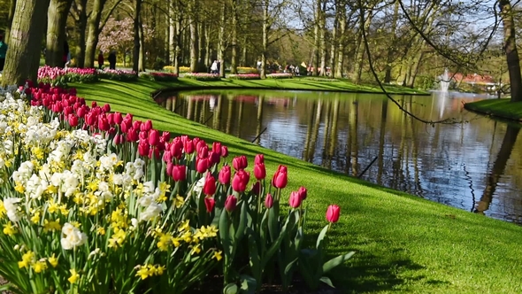 Lots of Nice Tulips and Narcissuses. Panoramic Frame. Park at Nice Day. People Walking and Talking alt