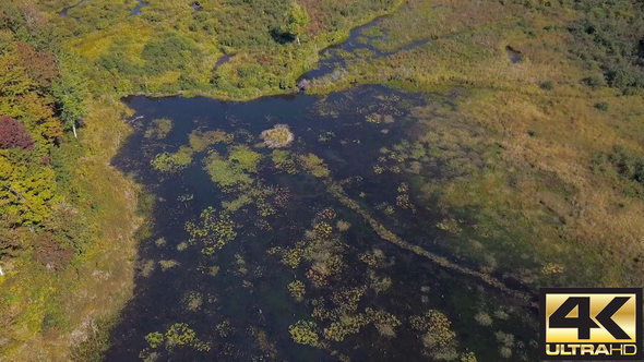 Shore Of Beaver Pond