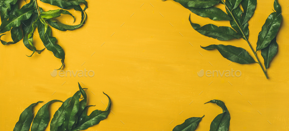 Tropical Tree Green Leaves Over Bright Yellow Background Stock Photo Tropical Tree Green Leaves Over Bright Yellow Background Stock Photo Images