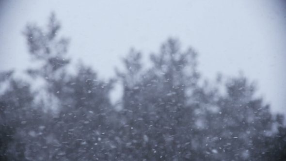 Snowfall on the Background of Swaying Pines