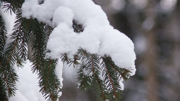 Christmas Tree Branches with Snow