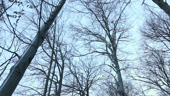 Trees in Forest at Winter