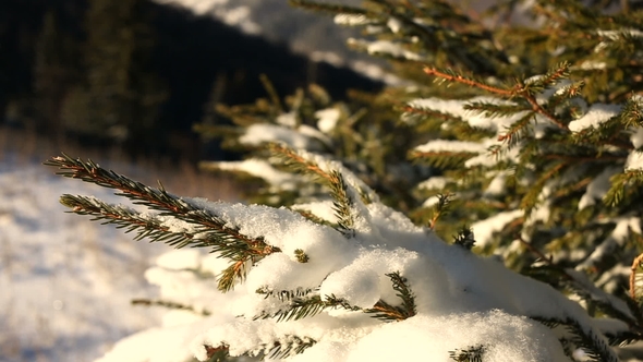 Coniferous Branch Under Snow with Sun Light