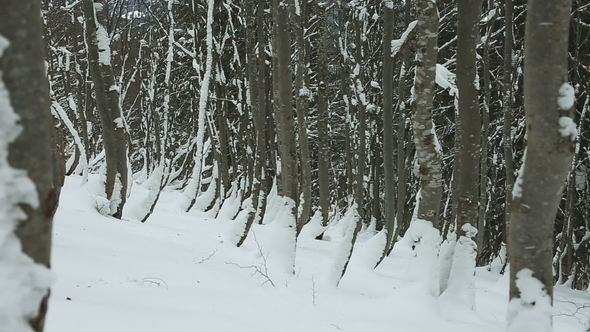 Trees in the Snow on the Slopes in Winter