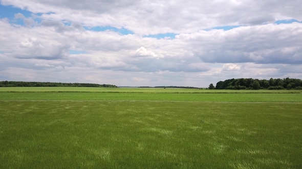 Swinging Grass on Field