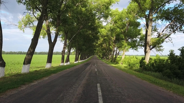 Rural Roadway Between Trees