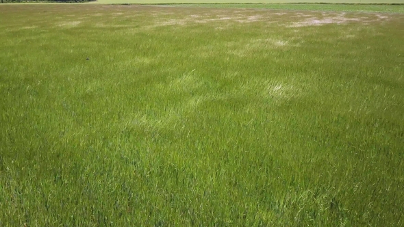 Swinging Grass on Field