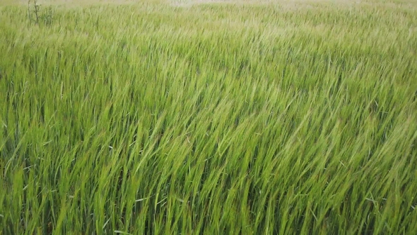 Swinging Grass on Field