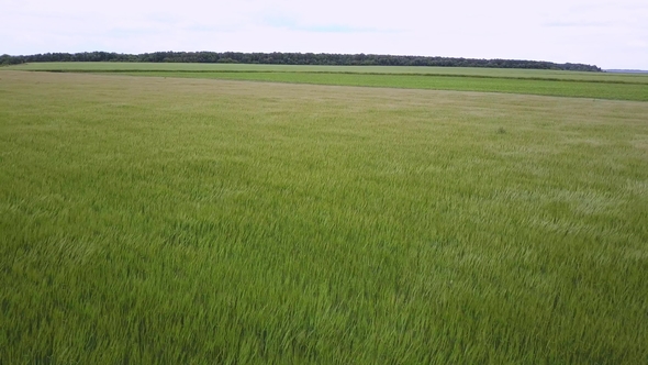 Swinging Grass on Field