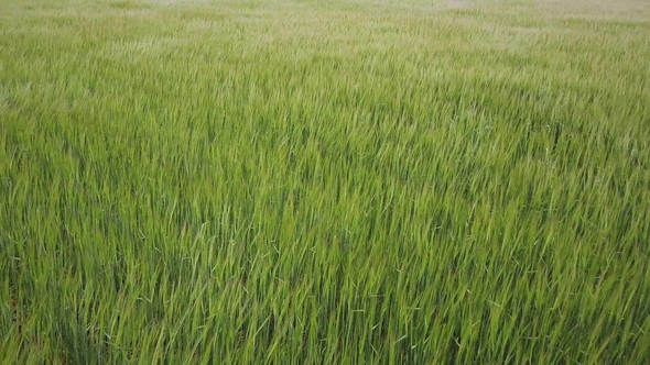 Swinging Grass on Field