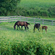 Horses on Farm 2 - VideoHive Item for Sale